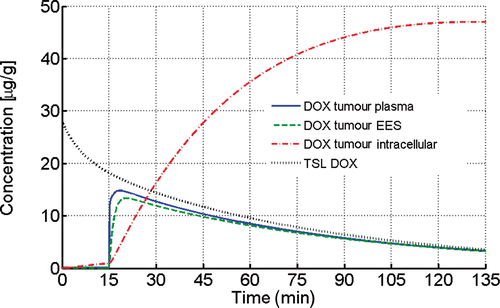 Figure 4. Effect of hyperthermia exposure duration on drug uptake, assuming a constant temperature of 43°C after t = 15 min. TSL-DOX concentration decreases due to limited TSL stability in plasma. Maximum intracellular DOX concentration was reached after ∼2 h of hyperthermia, and limited by TSL-DOX plasma half-life.