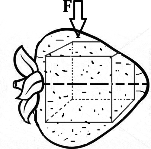 Figure 2. The testing direction and the preparation of the strawberry samples for the anisotropy measurement.