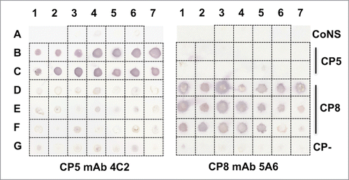 Figure 2. mAbs CP5–4C2 and CP8–5A6 were tested by colony immunoblot for reactivity with S. aureus type 5 and 8 reference strains or clinical isolates. The staphylococcal isolates are listed in Table 2. mAb 4C2 reacted with all 14 serotype 5 isolates, whereas mAb 5A6 reacted with 19 of 21 serotype 8 isolates. CoNS, coagulase-negative staphylococci; CP-, capsule negative. The immunoblot was performed three times, and a representative blot is shown.