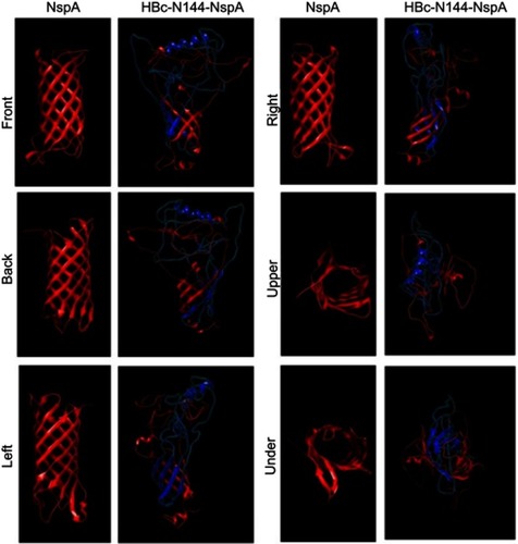 Figure 2 Models of the NspA and HBc-N144-NspA proteins predicted using Protein Homology/analogy Recognition Engine (PHYRE 2.)Notes: Six views (front, back, left, right, above, and below) of the predicted structures, generated using chimera 2.1, are presented.Abbreviations: HBc-N144-NspA, Neisserial surface protein A fuzed with the N terminal 144 amino acids of hepatitis B core protein; NspA, Neisserial surface protein A.