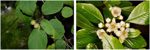 Figure 1. Plant morphological characteristics of Crataegus scabrifolia. (A) Leaves of this species ovate-lanceolate to ovate-elliptic. (B) The flowers of C. scabrifolia are corymbos or compound corymbos. The photos of C. scabrifolia were taken by the authors in Luoping Mountain, Eryuan County, Yunnan Province, China (coordinates: 99°52′19.15″E, 25°59′53.34″N).