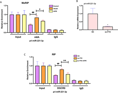 Figure 9 AFPR regulates miR-221-3p maturation via FTO-dependent m6A methylation in depression. (A) LPS induces BV2 cells to construct an in vitro model of depression, and MeRIP assay detects the abundance of pri-miR-221-3p immunoprecipitated using m6A antibody; (B) After overexpression of FTO, qRT-PCR was performed to detect the expression of pri-miR-221-3p; (C) After overexpression of FTO, RIP assay to detect the abundance of pri-miR-221-3p in LPS-induced BV2 cells immunoprecipitated using DGCR8 antibody. Data are represented as the mean ± SD (n=3). ##P< 0.01 compared to the NC group, *P< 0.05, **P< 0.01 compared to the model or oe-FTO group.