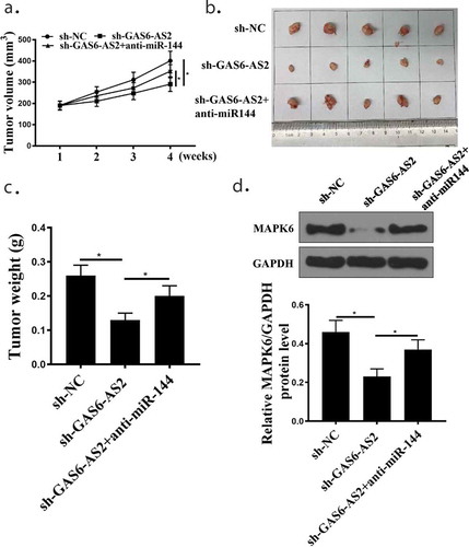 Figure 8. GAS6-AS2 silence inhibited NSCLC proliferation via miR-144-3p/MAPK6 in vivo. (a) Tumor volume was measured every week. (b) The image of tumor at the end. (c) Tumor weight was detected at the end. (d) Western blot examined the protein expression of MAPK6 in tumor tissues. *compared with NC group, p <0.05. n = 5