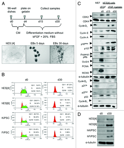 Figure 1. Pluripotent hESC and hiPSC share a conserved cell cycle structure that changes upon differentiation paralleled by an increase of p27Kip1. (A) Timeline of general differentiation protocol and representative phase contrast images of hESC in undifferentiated conditions and during general differentiation. Scale bars 500 μm. (B) Quantitative flow cytometry analysis of cell cycle in two different hESC lines and two different iPSC lines reveals a cell cycle structure change along differentiation with a high percentage of cells in S phase and low in G0/1 phase of cell cycle in undifferentiated cells, and a reduction of cells in S phase and increase of cells in G0/1 phase of cell cycle when cells are differentiated. Shown are the representative results obtained in two independent experiments. (C) western blot of main cell cycle proteins in undifferentiated conditions and during general differentiation in hESC reveals changes in the expression of some cell cycle proteins along differentiation. MEFs were used as a control. (D) western blot of human p27Kip1 in two different hESC lines and two different iPSC reveals low levels in undifferentiated conditions and high levels in differentiated conditions.