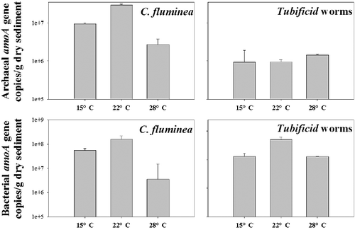 Figure 2. Abundance of the archaeal and bacterial amoA gene detected in surface sediment samples incubated under different temperatures.