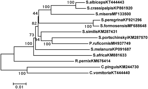 Figure 1. Phylogenetic analyse was constructed using neighbour-joining (NJ) method based on 13 protein-coding genes.