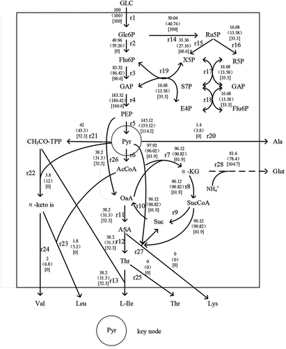 Figure 6. L-isoleucine metabolic flow node analysis