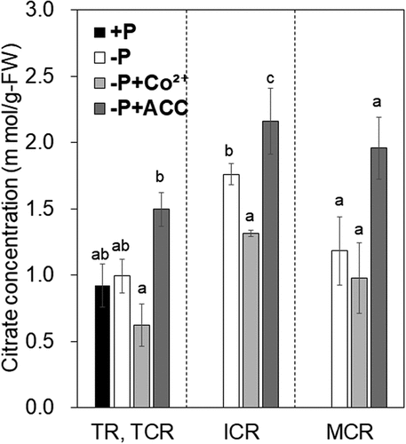 Figure 4. Effects of Co2+ and 1-aminocyclopropane-1-carboxylic acid (ACC) on citrate concentration in roots.