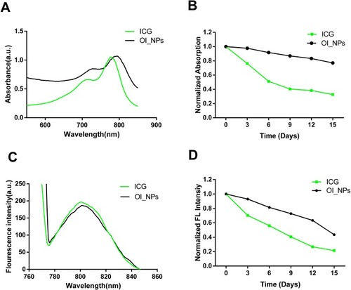 Figure 2 Measurement of the optical properties and stability of OI_NPs. (A) Absorption and (C) fluorescence spectra of free ICG and OI_NPs. (B) The absorbance stability and (D) fluorescence stability of free ICG and OI_NPs at 3-day intervals. These results demonstrated that OI_NPs had a higher stability than freely dissolved ICG.Abbreviations: ICG, indocyanine green; OI_NPs, indocyanine green, perfluoropentane and oxaliplatin loaded nanoparticles.