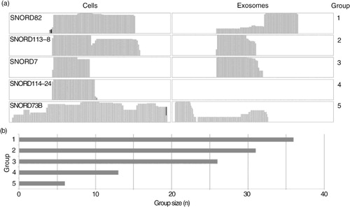 Fig. 3.  Distribution and coverage of small nucleolar RNAs (snoRNAs) in cells and exosomes. (a) Different coverage patterns identified in IGV coverage tracks were grouped as follows: group 1: similar coverage but different fragment distribution in cells and exosomes; group 2: similar coverage pattern in cells and exosomes; group 3: additional coverage in cells compared to exosomes; group 4: snoRNA not detected in exosomes and group 5: different coverage and different fragment distribution in cells and exosomes. (b) Bar chart comparing sizes of aforementioned groups.