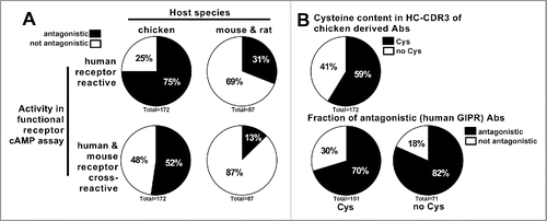 Figure 1. Anti-GIPR antibodies raised in chicken vs. mouse and rat hybridoma antibodies. (A) illustrates the number and functional activity (antagonism as measured in GIPR specific cAMP assay) of anti-GIPR antibodies raised in chicken vs. previous campaigns using classic mouse and rat hybridoma technology. In (B), the chicken antibodies are broken down into those containing cysteines in the CDR3 of the heavy chain (Cys) and those without (no Cys) while also giving the fraction of antagonistic vs. not antagonistic antibodies in each population.