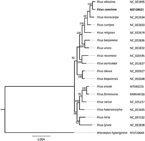 Figure 1. A chloroplast genome sequence-based maximum likelihood phylogenetic tree for F. concinna and related species.