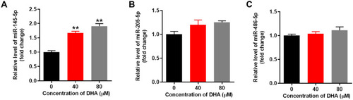 Figure 6 DHA notably upregulated the expression of miR-145-5p in HTFs.