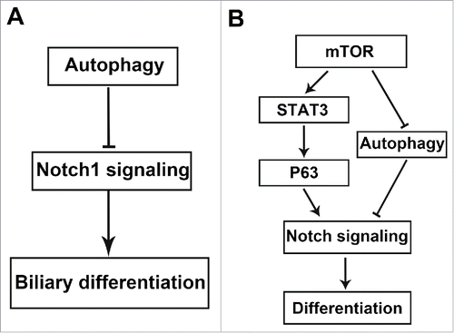 Figure 6. (A) Model for how autophagy regulates Notch1 signaling pathway in biliary differentiation of hepatic progenitor cells. (B) Schematic illustration of how the mTOR-Notch pathway regulates cell differentiation through the mTOR-STAT3-Notch cascade and the mTOR-autophagy-Notch cascade.