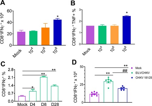 Figure 5. A single dose of 108 PFU of purified EILV/CHIKV elicits strong CD8+ T cell responses in mice. 4-week-old B6 mice were vaccinated with EILV/CHIKV, CHIKV 181/25 or PBS (mock). At indicated time points post vaccination, splenocytes were harvested cultured ex vivo with CHIKV specific peptide for 5 h, and stained for IFN-γ, TNF-α, CD3, and CD8. Total T cells were gated. (A,B) Day 28 post vaccination. Total number of IFN-γ+ (A) and IFNγ+TNFα+ (B) T cell subsets per spleen is shown. C.Day (D) 4, 8 and 28 post vaccination. Total T cells were gated. Percentage of IFN-γ+ T cell subsets is shown. n = 2–4. D. Total number of IFN-γ+ T cell subsets per spleen at day 28 post vaccination is shown. n = 5–7. **P < 0.01, *P < 0.05 compared to mock group. ##P < 0.01 compared to EILV/CHIKV vaccinated group.