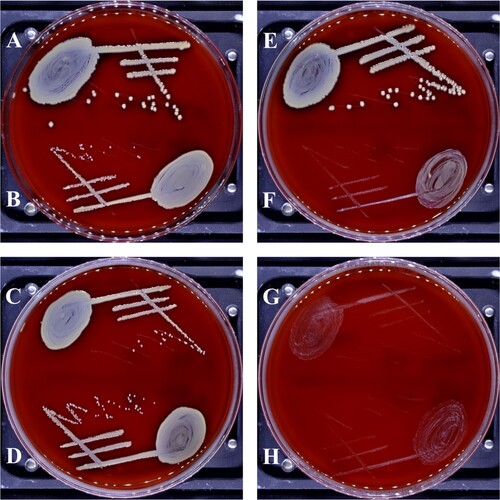 Figure 2. ATCC 29213 colonies before (A, E) and after (B-D, F-H) induction of antimicrobial resistance. Linezolid resistant isolates LZD20 (B), LZD15 (C) and LZD18 (D) showing barely any difference in growth compared to the reference strain (A). Being small colony variants (SCV) TZD16 (F), TZD13 (G) and TZD15 (H) showing difference in growth as means of elevated resistance.