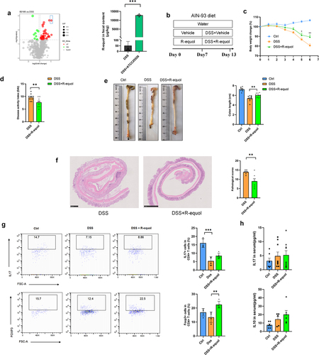Figure 4. R-equol alleviates DSS-induced colitis through increasing the Foxp3+T cells.