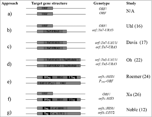 Figure 1. Generation of C. albicans mutant libraries. (a) Wild type strain; no deletion or insertion, (b) Tn7-URA3 heterozygous insertion, (c) Tn7-UAU1 homozygous insertion, (d) Tagged Tn5-UAU1 homozygous insertion, (e) gene deletion and conditional gene expression, (f) heterozygous gene deletion, and (g) homozygous gene deletion. N/A – not applicable, DTag – down tag, UTag – up tag, C. d. – C. dubliniensis, C. m. – C. maltosa