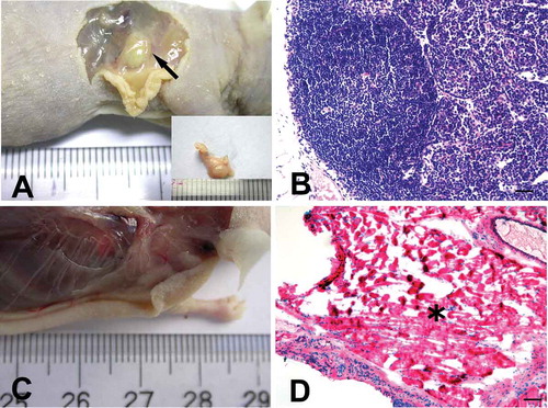 FIGURE 4. hADSCs formed lymphoid nodules in vivo.A, At 8 weeks after injection, a round nodule had formed subcutaneously under the injection site (black arrow) where passage 6 hADSC after induction were mixed with 13% (w/v) HPMC hydrogel. B, Hematoxylin and eosin staining showed a lymphoid node in the newly formed nodule, with clearly lymphoid follicle, deputy cortex, sinuses and other typical lymphoid microstructures inside the nodule. Bar = 100 µm. C. No nodule was observed in nude mice that were injected with passage 6 hADSC after induction, but without HPMC hydrogel. D. Hematoxylin and eosin staining showed that only degenerated and necrotic muscle tissues (black asterisk) were found at the injection sites where mixture 2 or 3 (without cytokines or HPMC) was injected. Bar = 100 µm.