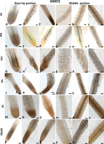 Figure 4. Effect of exogenous phytohormone application on GUS expression in WRKY3:GUS root line. Subcultured roots (7 days old) were transferred to GB as control (A,D,G,J,M,P and a,b,g,j,m,p) or to GB containing SA (1, 5 mM; B,C, b,c), IBA (1, 10 µM; E,F, e,f), IAA (1, 5, µM; H,I; h,i), BA (0.1, 0.5 µM; K,L, k,l), JA (10, 20 µM; N,O, n,o), MeJA (0.01, 0.1 mM; Q,R, q,r) for 16 h before root staining. GUS was detected histochemically and root elongation zone (A–R) or mature roots (a–r) were monitored. Figures are representative of at least five independent experiments. Scale bar = 0.5 mm.