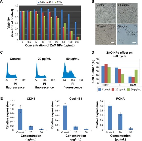 Figure 2 Viability of HaCaT cells and cell cycle alterations in HaCaT cells after exposure to ZnO NPs.Notes: (A) Viability of HaCaT cells treated with ZnO NPs at different concentrations for 24, 48, and 72 hours. (B) Images of HaCaT cells in cell cultures treated without or with ZnO NPs at 0.5, 20, and 50 μg/mL for 48 hours monitored by an inverted phase-contrast microscope. Scale bars =40 μm. (C) Flow cytometry analysis of cell cycle change. The propidium iodide, a DNA-specific intercalating dye, was used to stain cells. 64: diploid cells with one-chromatid chromatin (G1 phase); 128: diploid cells with two chromatid chromatin (G2/M phase). (D) The quantitative analysis of cells at different phases based on flow cytometry data. The results showed that ZnO NP treatment caused the cell cycle arrest in G2/M checkpoint. (E) The expression of specific marker genes CyclinB1 and CDK1 in G2/M cell cycle arrest was decreased, and the expression of PCNA which was used for estimating cell proliferation was decreased in HaCaT cells after exposure to ZnO NPs for 24 hours as measured by real-time PCR.Abbreviations: ZnO NPs, zinc oxide nanoparticles; PCR, polymerase chain reaction; PI, propidium iodide; h, hours.