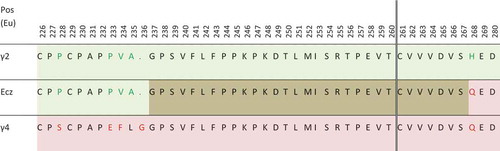 Figure 3. Partial sequence of eculizumab (Ecz), compared with sequences of γ2 (light green) and γ4 (light pink) heavy chains. Even if the fusion occurs after T260 in the patent (vertical double line), the overlapping area between γ2 and γ4 sequence is shown in brown. Amino-acids in green and red in γ2 and γ4 sequences are those differing between these subclasses.