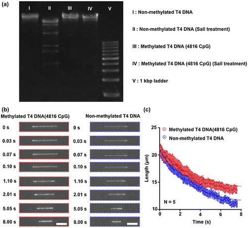 Figure 3. Contracted length analysis of T4 DNA molecules in the nanochannel. (a) Non-methylated and methylated T4 DNA molecules were digested by using the restriction enzyme Sall. Methylated DNA molecules showed a resistance to enzymatic digestion. (b) The contraction process of a single DNA molecule was observed with the inverted fluorescence microscope after switching off the electric field. The florescence images of the contraction process for a non-methylated and a methylated single T4 DNA molecule inside the nanochannel. Scale bars are 10 μm. (c) Data points for average length of non-methylated (blue) and methylated (red) single T4 DNA molecules inside the nanochannel plotted as a function of time. Red and blue dotted lines showed fitting curves from Equation (1). Error bars show the standard deviation for a series of measurements (n = 5).