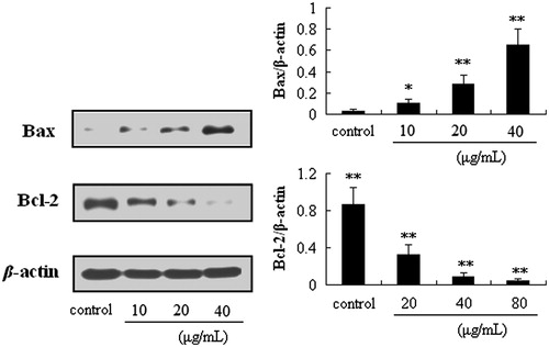 Figure 6. Effects of puerarin 6″-O-xyloside (POS) on the expressions of Bax and Bcl-2 in A549 cells. A549 cell lines were treated with POS (10, 20 and 40 μM) for 32 h, and the levels of the different proteins were measured by western blotting. The data are represented as the mean ± SD (n = 4). *p < 0.05 and **p < 0.01 versus control.