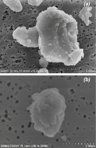 FIG. 7 Secondary electron image of airborne lead oxide (a) and lead sulfide (b) obtained by the field emission scanning electron microscope.