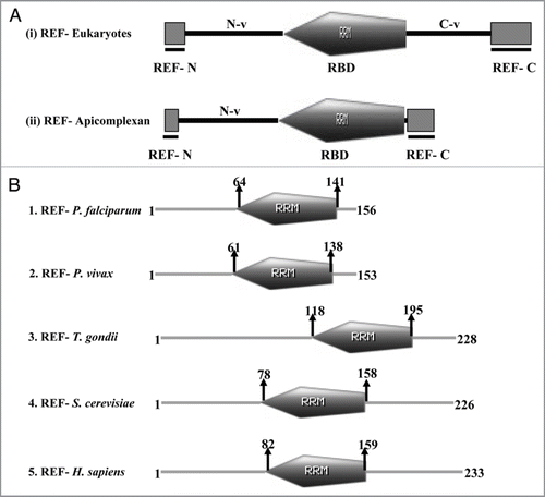 Figure 3 (A) Comparison of the domain organization in the Ref proteins of Higher eukaryotes (i) and apicomplexans (ii). The conserved N and C terminal domains flanking the RR M motif are shown as RE F-N and RE F-C respectively. N-v and C-v represents the N and C terminal variable regions. (The figure has been prepared with the help of information given in ref. 55). (B) Schematic diagram showing the domain organization in the RE F family of (1) Plasmodium falciparum, (2) Plasmodium vivax, (3) Toxoplasma gondii, (4) Sacchromyces cerevisiae and (5) Homo sapiens. The domain analysis was done using Scan Prosite at (http://expasy.org). The protein names and species are written on the left hand side.