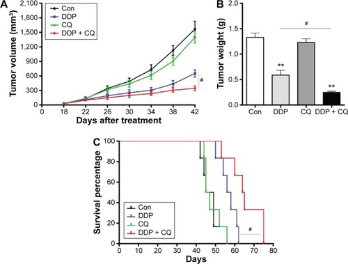 Figure 5 Concomitant therapy approach (DDP + CQ) was more effective than DDP monotherapy in xenograft mice.