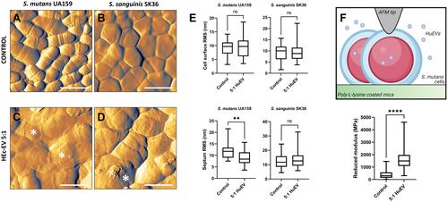 Figure 4 AFM-based nanocharacterization of oral streptococci after HEc-EV exposure. (A and B) Control and (C and D) HEc-EV-exposed (5:1 ratio) S. sanguinis and S. mutans cells, respectively, immobilized to PLL-coated mica surfaces and imaged with intermittent contact AFM (1 µm scale bars). Images show clear markers for bacterial wall disruption such as flattening, swelling, loss of dividing septa, and surface disorganization (asterisks). (E) Nano-roughness analysis (RMS) of the cell surface and dividing septa regions, confirming a significative reduction of septa roughness following HEc-EV exposure for S. mutans UA 159 (**p<0.01; Mann–Whitney test, 30 cells per group). (F) Diagrammatic representation of AFM nanoindentation of PLL immobilized S. mutans cells, demonstrating a significative increase in elastic modulus following incubation with a 5:1 ratio of HEc-EVs (****p<0.0001; Mann–Whitney test, 150 force-curves per group). Created with BioRender.com.