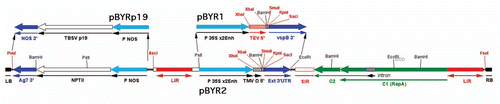 Figure 3 BeYDV replicon vectors available for use. pBYR1 and pBYR2 are T-DNA vectors for use with Agrobacterium DNA delivery, whose structure is similar to that of pBYGFP.RCitation19 (Fig. 2). The GFP coding sequence is replaced by a polylinker with several unique restriction sites (bold font). Both expression cassettes use the CaMV 35S promoter with duplicated enhancer. pBYR1 has the TEV 5′ UTR and vspB 3′ region, while pBYR2 has the TMV 5′ UTR and the extensin (Ext) 3′ region. Both pBYR1 and pBYR2 have been modified to replace the NPTII expression cassette with one encoding the silencing suppressor p19 from TBSV, to produce pBYR1p19 and pBYR2p19.