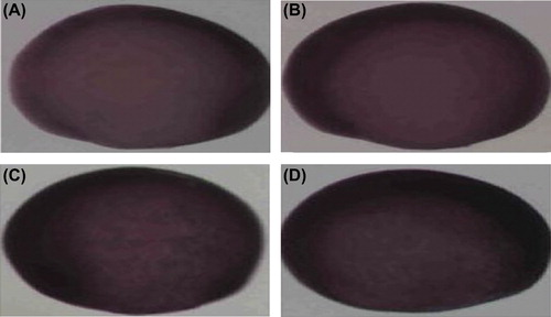 Figure 8. The effect of different concentrations (A–D: 0, 5, 10 and 25 mg/L) of nano-Ag on the expression of the otx2 gene. No picture at 50 and 100 mg/L is available, for the reason that the embryos had all died at a really early developmental stage.