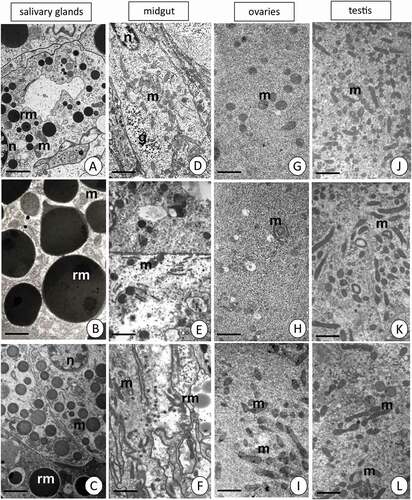 Figure 4. Transmission electron micrographs presenting the mitochondria in salivary glands (a–c), midgut (d–f), ovaries (g–i) and testis (j–l). Mitochondria (m), glycogen granules (g), nuclei (n), reserve material (rm). TEM. (a) C group. Scale bar = 2 µm. (b) Cd1 group. Scale bar = 1.2 µm. (c) Cd2 group. Scale bar = 2 µm. (d) C group. Scale bar = 2 µm. (e) Cd1 group. Scale bar = 1.2 µm. (f) Cd2 group. Scale bar = 2 µm. (g) C group. Scale bar = 1.1 µm. (h) Cd1 group. Scale bar = 1.6 µm. (i) Cd2 group. Scale bar = 1.3 µm. (j) C group. Scale bar = 1.5 µm. (k) Cd1 group. Scale bar = 1.4 µm. (l) Cd2 group. Scale bar = 1.1 µm