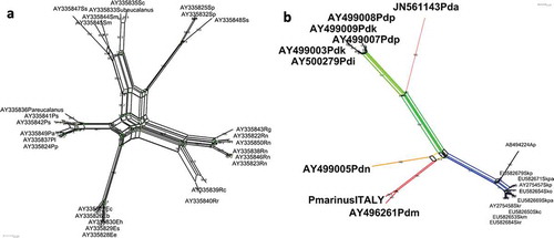 Figure 3. Network phylogenies based on ITS2 rDNA sequences of (a) Eucalanoidae and (b) Diaptomidae calanoid copepod superfamilies. Bootstrap support is reported above each split. (a) Species abbreviations Ps = Pareucalanus sewelli; Pp = P. parki; Pl = P. langae; Pa = P. attenuatus; Eh = Eucalanush yalinus; Es = E. spinifer; Ee = E. elongatus; Eb = E. bungii; Ec = E. californicus; Rn = Rhincalanus nasutus; Rg = R. gigas; Rr = R. rostrifrons; Rc = R. cornutus; Sm = Subeucalanus monachus; Smu = S. mucronatus; Sc = S. crassus; Ssu = S. subcrassus; Sp = S. pileatus. The network split decomposition fit statistic was 98.2%. Delta score = 0.1723; Q-residual score = 9.1 × 10–3 (delta scores and Q-residuals for each sequence are listed in Supplementary Table III). (b) Spyg = Skistodiaptomus pygmeus; Sko = S. oregonensis; Skp = S. pallidus; Skc = S. carolinensis; Skm = S. mississippiensis; Skr = S. reighardi; Ap = Acanthodiaptomus pacificus; Pdm = Pseudodiaptomus marinus; Pdn = P. nihonkaiensis; Pdp = P. polpesia; Pdi = P. inopinus; Pdk = P. koreanus; Pda = P. annandalei. The network split decomposition fit statistic was 98.8%. Delta score = 0.1527; Q-residual score = 2.2 × 10–3 (delta scores and Q-residuals for each sequence are listed in Supplementary Table III).