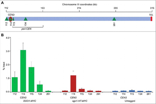 Figure 4. sgo1-NT associates with core CEN but not with peri-CEN chromatin. (A) Schematic of CEN and peri-CEN regions on chromosome III. Centromere (CEN3, violet oblong), cohesin associated regions (CARs; green triangle with vertical lines) are shown. CEN is located at 114 kb; peri-CEN regions 115 (1 kb from CEN), 112 (2 kb from CEN), 134 (20 kb from CEN), and chromosome arm CAR 261 (147 kb from CEN) were examined. (B) Association of Sgo1-Myc and sgo1-NT-Myc at CEN and peri-CEN regions. ChIP samples from cells synchronized in G2/M as described in Figure 3 were used. Enrichment at CEN3 and peri-CEN regions was determined by qPCR and is shown as % input. Average from three biological replicates ± standard error is shown.