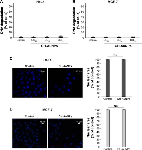 Figure 6 Nuclear alterations induced by CH-AuNPs in HeLa and MCF-7 cells.Notes: Degradation of DNA in HeLa (A) and MCF-7 (B) cells treated with CC25, CC50, and CC75 of CH-AuNPs. Nuclear morphology of HeLa (C) and MCF-7 (D) cells treated with CC50 of CH-AuNPs for 24 hours, stained with Hoechst 33342, and visualized using fluorescence microscopy (OLYMPUS IX70) (40×) (left). The percentages refer to nuclear size measured using Image-J software, and is represented as a % control (nontreated nuclear size=100%) (right).Abbreviation: CH-AuNPs, chitosan gold nanoparticles; CC25, concentration required to reduce cell viability by 25%; CC50, concentration required to reduce cell viability by 50%; CC75, concentration required to reduce cell viability by 75%; NS, not significant.