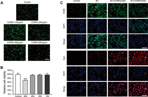 Figure 2 Effects of CONPs on macrophage viability and polarization. (A and B) Representative images (A) and statistical analysis (B) of live/dead staining showed a high concentration of CONPs treatment (800 μg/mL) can decrease the cell viability of macrophages (n = 5 each group). Scale bar = 100 μM. (C) Immunofluorescence analysis of macrophage phenotype distribution after CONPs treatment (n = 5 each group). M1 macrophages positive for CD86 (green) and M2 macrophages positive for Arg1 (red). Scale bar = 25 μM. The data were shown in mean ± standard deviation. P < 0.05 was set as significance. Compared with the control group, ***P < 0.001.