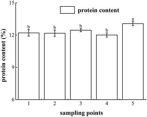 Figure 2. Changes in the total protein content in the fresh noodle processing. Sampling point 1 means wheat flour; sampling point 2 means mixed dough; sampling point 3 means rested dough; sampling point 4 means sheeted noodles; sampling point 5 means cooked noodles. Superscripts denote significant difference (p < 0.05).
