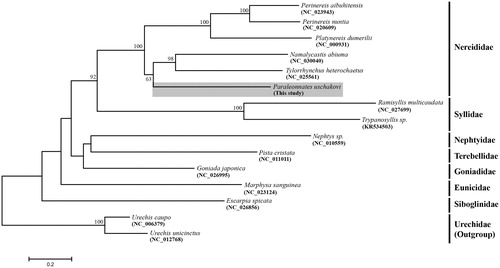 Figure 1. Maximum-likelihood (ML) tree based on 15 mitogenome sequences including Paraleonnates uschakovi (present study). It was constructed using MEGA 6.0 software. Bootstrap replicates were performed 1000 times. Bootstrap values above 60% were indicated on the cladogram.