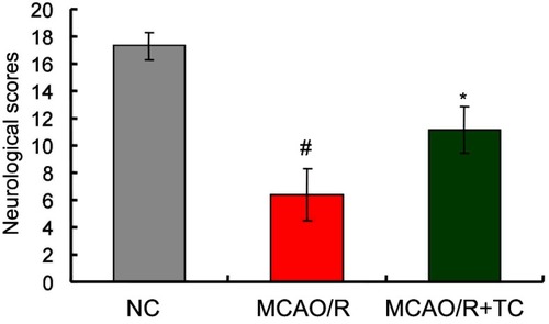 Figure 3 Evaluation for the neurological scores of the MCAO/R and MCAO/R+TC rats. #p<0.05 vs NC group, *p<0.05 vs MCAO/R group.