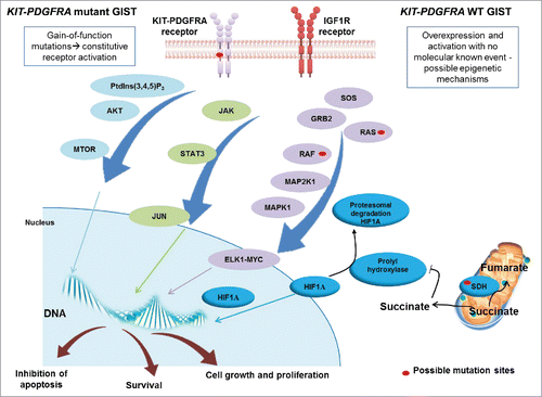 Figure 1. Schematic representation of the signaling in GIST. KIT and PDGFRA mutant GIST cases are characterized by gain-of-function mutations that activate the tyrosine kinase receptor in a constitutive and ligand-independent manner. KIT and PDGFRA WT GIST cases do not present gain-of-function alterations but may overexpress IGF1R. KIT, PDGFRA and IGF1R are tyrosine kinase receptors and their activation results in the promotion of downstream cascades, including PtdIns(3,4,5)P3-MTOR, JAK-JUN and RAS-MAPK/ERK, which lead to uncontrolled cell proliferation and growth, survival and inhibition of apoptosis. KIT and PDGFRA WT GIST, in addition, can harbor mutations in 1 of the 4 subunits of the SDH gene, which cause loss of function. This leads to cytoplasmatic accumulation of succinate, which downregulates prolyl hydroxylase, responsible for promoting HIF1A degradation. Succinate accumulation results in increased levels of HIF1A, which enters the nucleus and activates transcription factors.