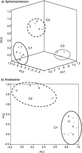Fig 6. PCA of band intensities in total populations (n = 80) of Aphanizomenon and Anabaena. Three-dimensional (a) and two-dimensional (b) PC plots in rotated space. Band intensities are normalized to amide I (band 3) and are grouped (C1, C2, C3) in relation to the major determining principal component (PC1, PC2, PC3, respectively).