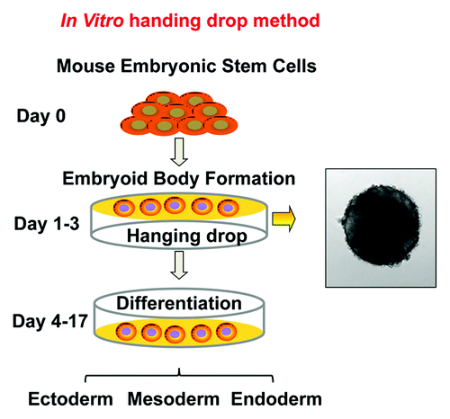 Figure 2. Schematic diagrams of embryonic stem cell differentiation. (A) Diagrammatic illustration of the early stage of fetal development and the in vivo origin of embryonic stem cells. (B) In vitro ESC differentiation using the “hanging drop” protocol. Differentiation is initiated when the cells are grown in the absence of anti-differentiation factors, such as LIF and fibroblast feeder cells. Approximately 500 cells/20 µl were applied to the lids of tissue culture plate, as hanging drops, to force the cells aggregate to form embryoid bodies (EBs). The EBs can further differentiate in vitro, leading to the generation of cell types of ectoderm, endoderm and mesoderm lineages.