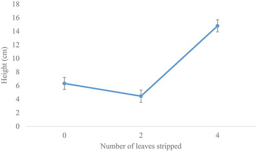 Figure 2. Effect of leaf-stripping intensity on the height of A. hybridus.