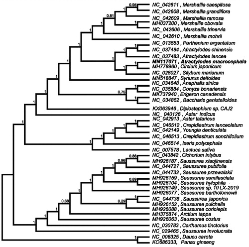 Figure 1. Phylogenetic tree inferred using the maximum-likelihood method based on the complete chloroplast genome of 40 Asteraceae species. Daucus carota and Panax ginseng were selected as the outgroup. A total of 1000 bootstrap replicates were computed, and the bootstrap support values are shown at the branches. Genbank accession numbers were shown.