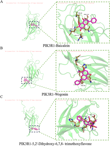 Figure 10 Molecular docking model of PIK3R1-active ingredients. (A) PIK3R1-Baicalein; (B) PIK3R1-Wogonin; (C) PIK3R1-5,2’-Dihydroxy-6,7,8- trimethoxyflavone.