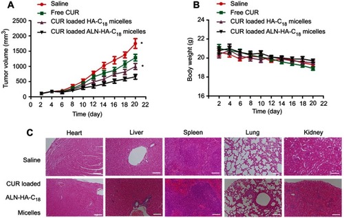 Figure 6 The in vivo antitumor activity of CUR loaded ALN-HA-C18 micelles on osteosarcoma bearing nude mice. (A) Tumor volume changes; and (B) body weight changes. (C) The hematoxylin and eosin (H&E) staining of the heart, liver, spleen, lung and kidney in saline and CUR loaded ALN-HA-C18 micelles group after treatment. Data are presented as the mean ± SD (n=6). *Represents P＜0.05. Bars =100 μm.