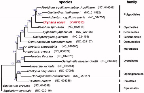 Figure 1. Molecular phylogeny of Drynaria roosii and other related species in ferns based on complete chloroplast genome. The complete chloroplast genome is downloaded from NCBI database and the phylogenic tree is constructed by MEGA6 software. The gene’s accession number for tree construction is listed as follows: Pteridium aquilinum subsp. Aquilinum (NC_014348), Cheilanthes lindheimeri (NC_014592), Adiantum capillus-veneris (NC_004766), Alsophila spinulosa (NC_012818), Lygodium japonicum (NC_022136), Diplopterygium glaucum (NC_024158), Osmundastrum cinnamomeum (NC_024157), Angiopteris angustifolia (NC_026300), Angiopteris evecta (NC_008829), Isoetes flaccida (NC_014675), Selaginella moellendorffii (NC_013086), Huperzia lucidula (NC_006861), Mankyua chejuensis (NC_017006), Ophioglossum californicum (NC_020147), Psilotum nudum (NC_003386), Equisetum arvense (NC_014699), Equisetum hyemale (NC_020146).